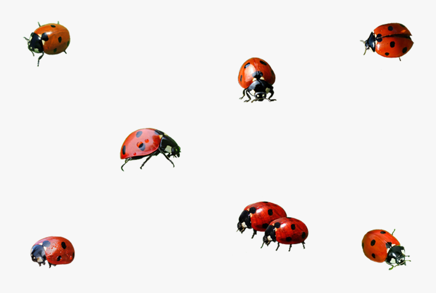 Ladybug Insect Png Background Image - Ladybird Transparent Png, Png Download