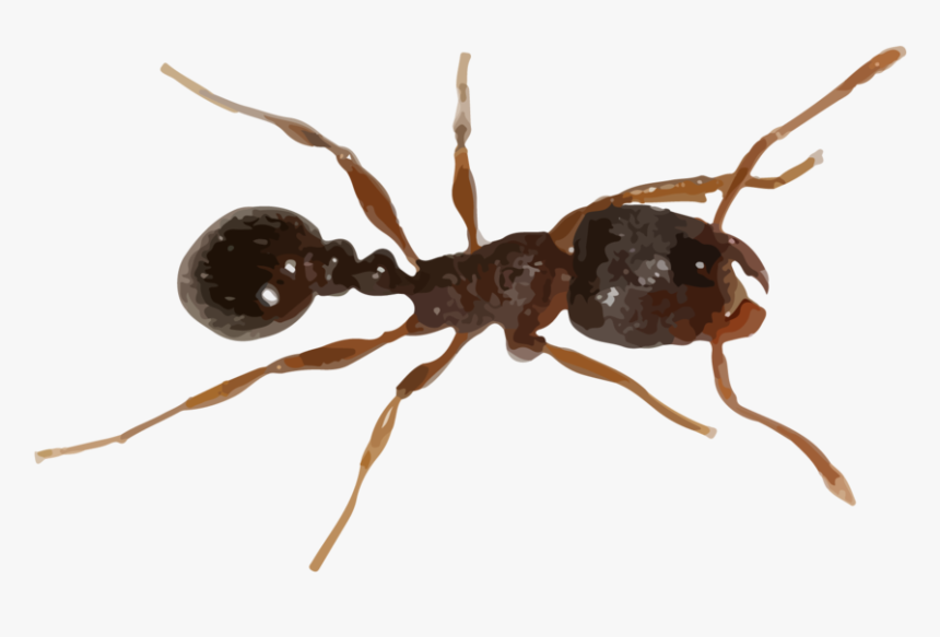 Fire Ant Png - Carpenter Ant, Transparent Png