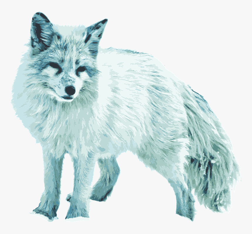 Zorro Del Ártico, Zorro Blanco, Vixen - Arctic Silver Fox, HD Png Download