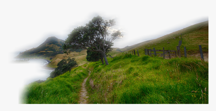 Paisaje, Rush, Hierba, Verde, En La Libre, Montañosa - Amazing New Zealand, HD Png Download