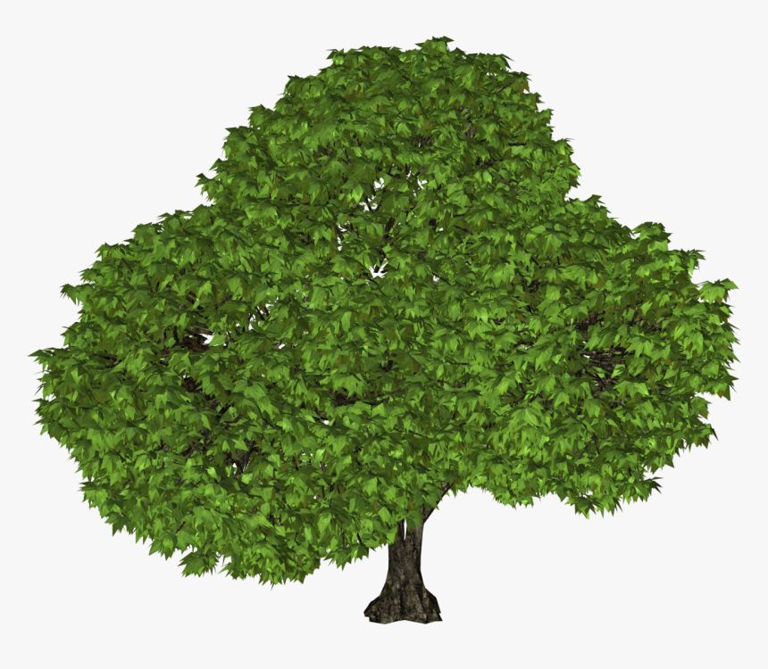 Black Walnut Tree Utah, HD Png Download