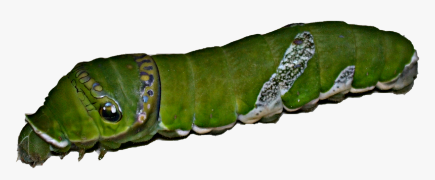 Larva Of Spicebush Swallowtail - Larva Of Swallowtail, HD Png Download