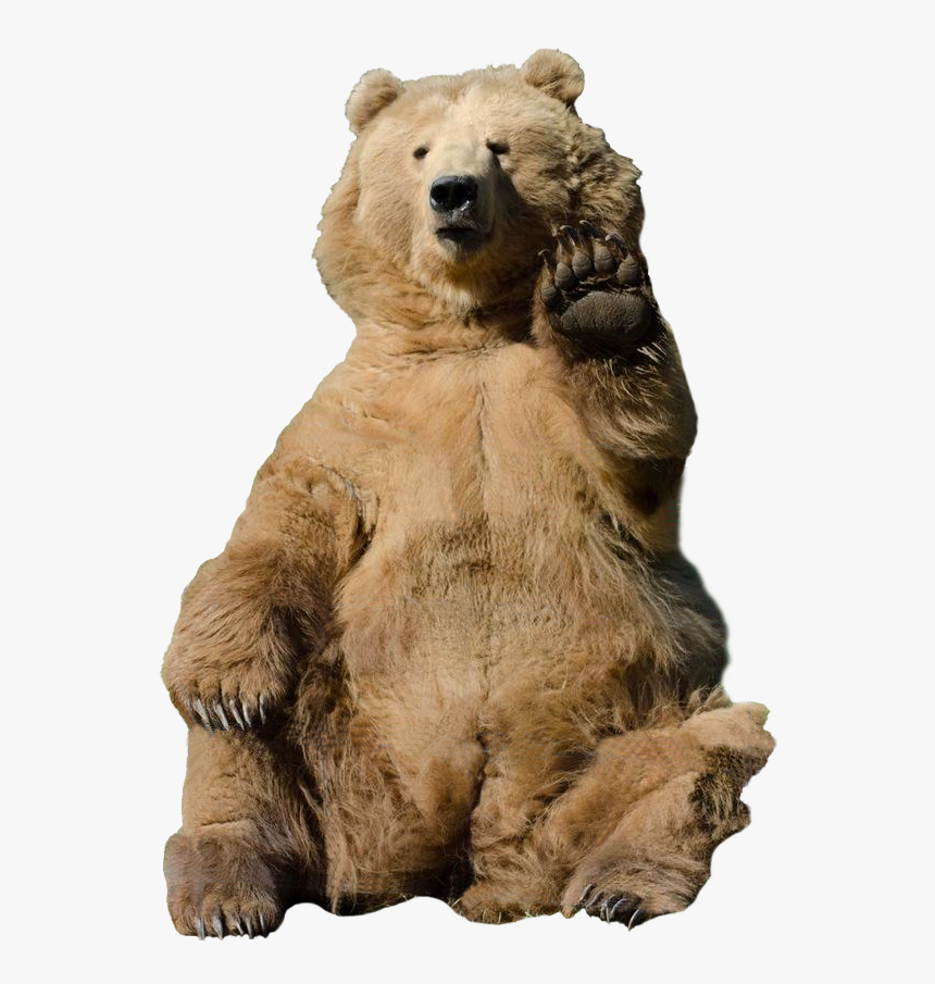 Transparent Brown Bear Png - Transparent Background Grizzly Bear Png, Png Download