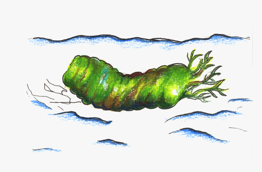 Transparent Larva Png - Imperial Moth, Png Download