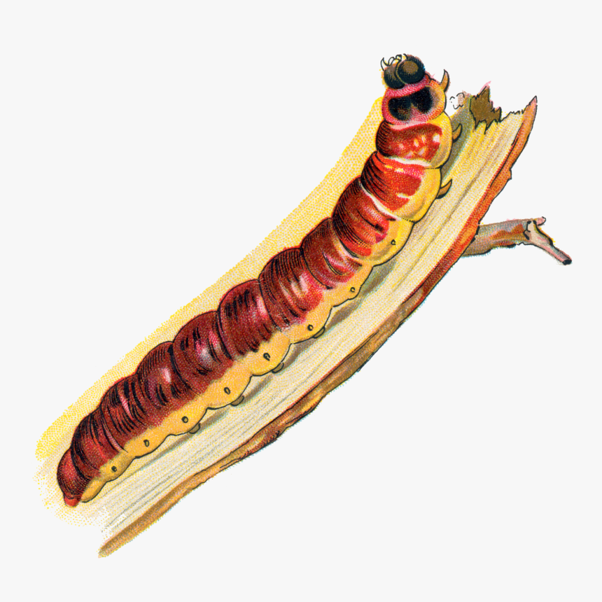 Cossus Cossus Caterpillar - Caterpillar, HD Png Download