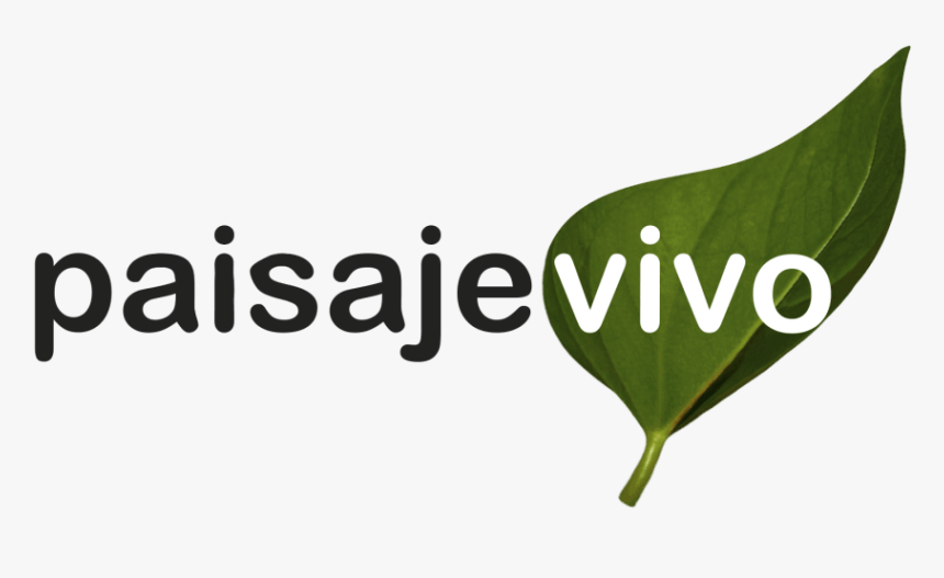 Mobirise - Maidenhair Tree, HD Png Download