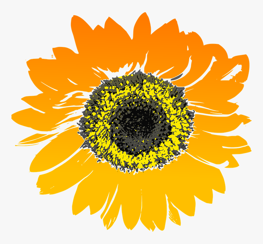 Sunflower Drawing Transparent Background, HD Png Download
