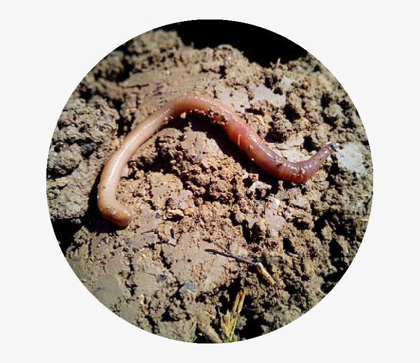 Oligoquetos Lombriz De Tierra, HD Png Download