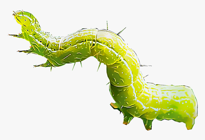 Gusano Png - Cabbage Worm Clipart, Transparent Png