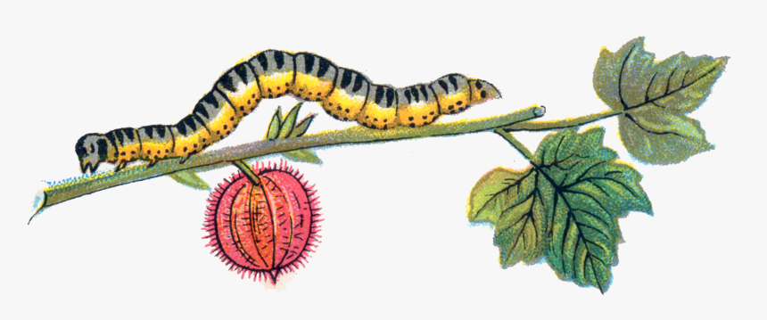 Download-caterpillar, HD Png Download