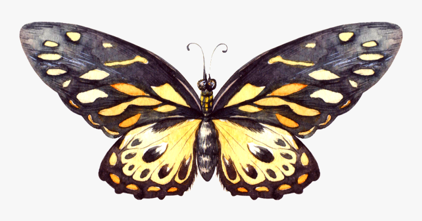 Larva - Speckled Wood (butterfly, HD Png Download