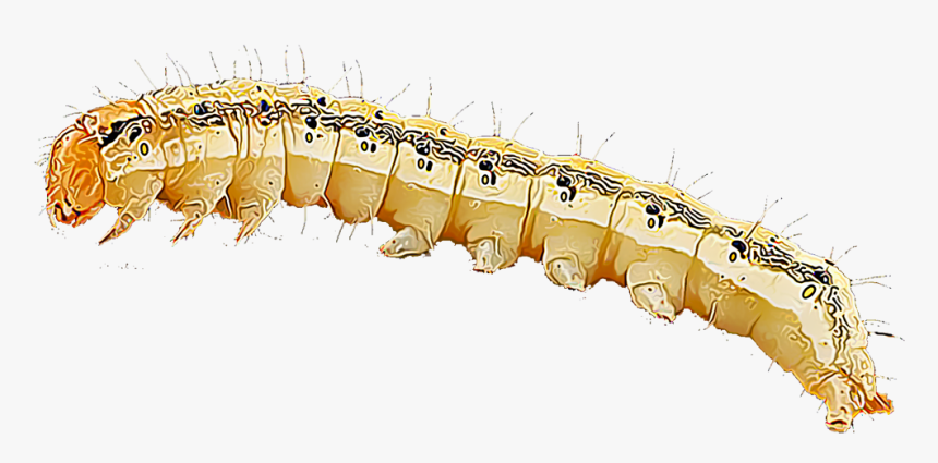 Caterpillar, HD Png Download