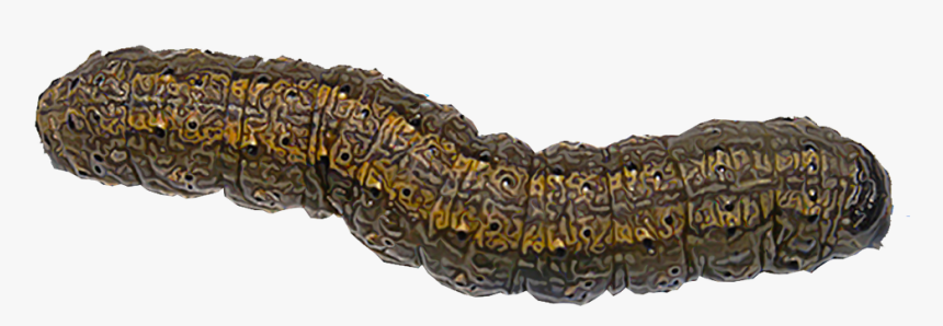 Cutworm Png, Transparent Png