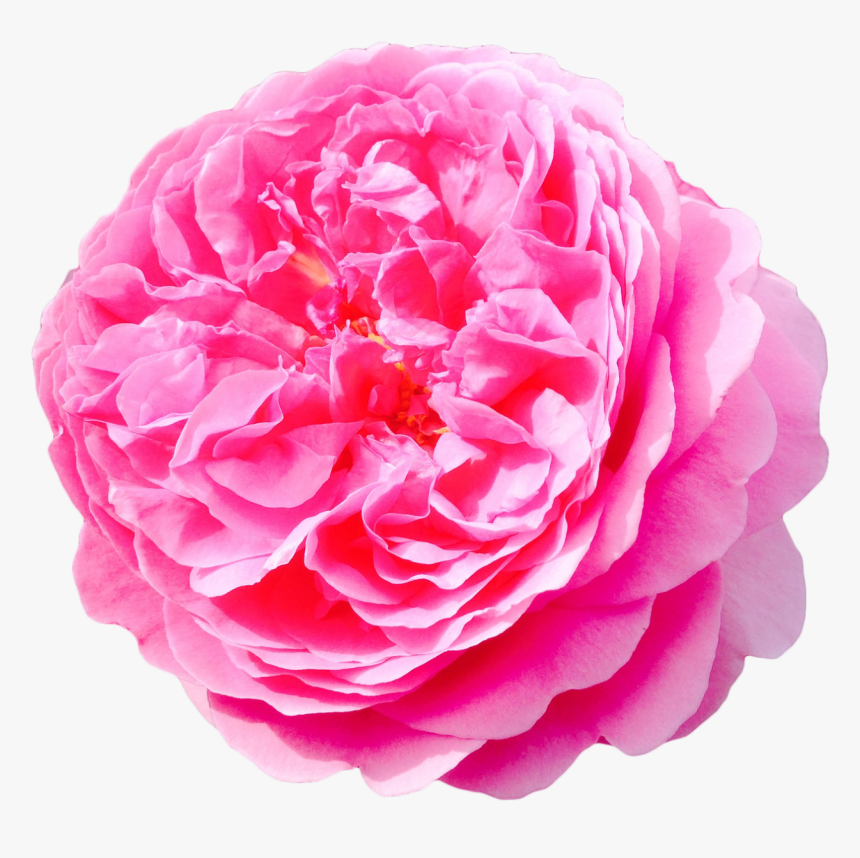Flower Png Tumblr Flowers, Transparent Png