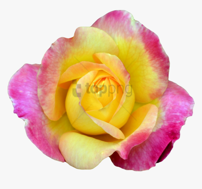 Free Png Transparent Flower Tumblr Png Image With Transparent - Pink Yellow Rose Png, Png Download