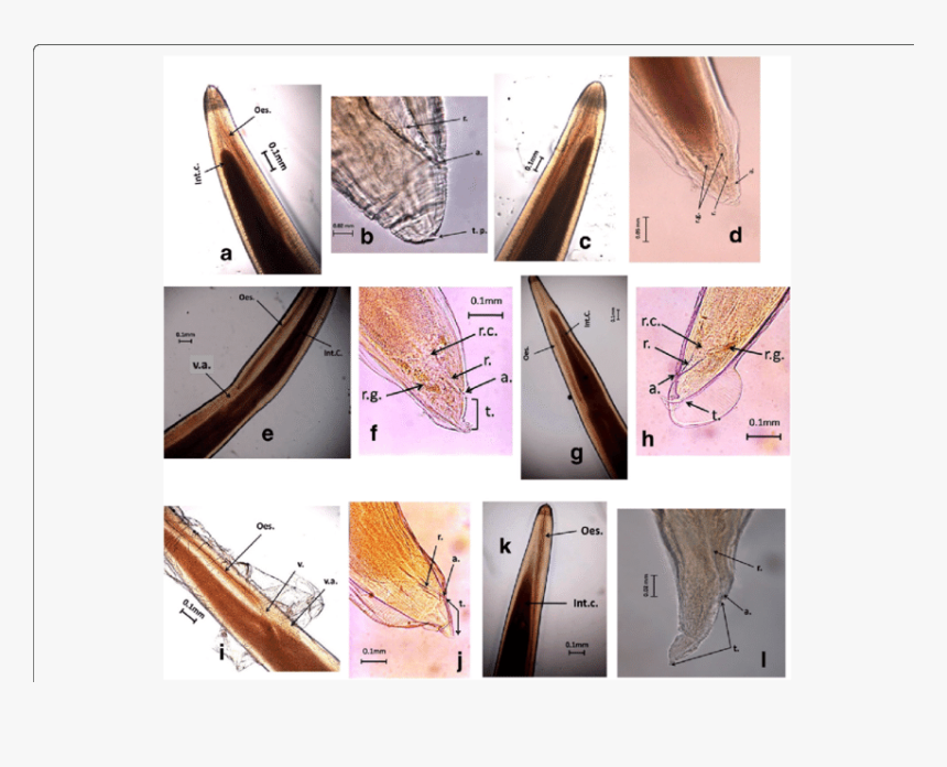 Plywood, HD Png Download