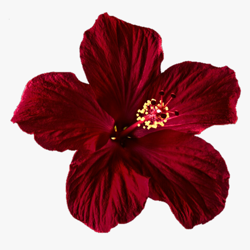 Hibiscus Clipart Png Tumblr - Transparent Red Flower, Png Download