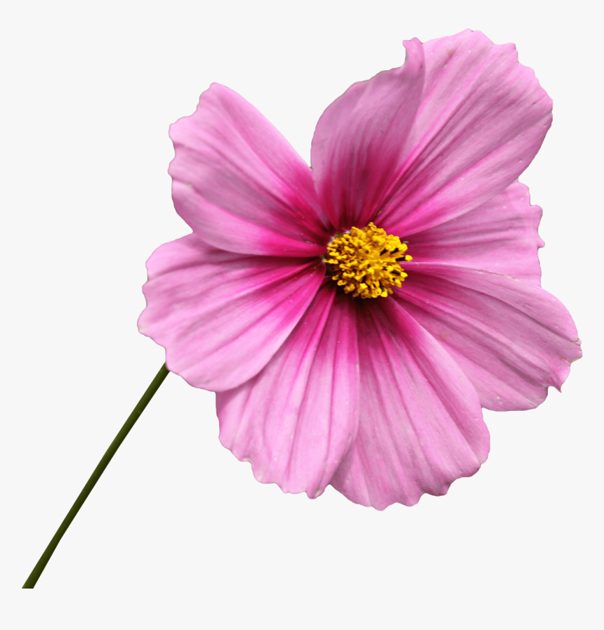 Pink Flower On Stem - Cosmos Flower Png, Transparent Png