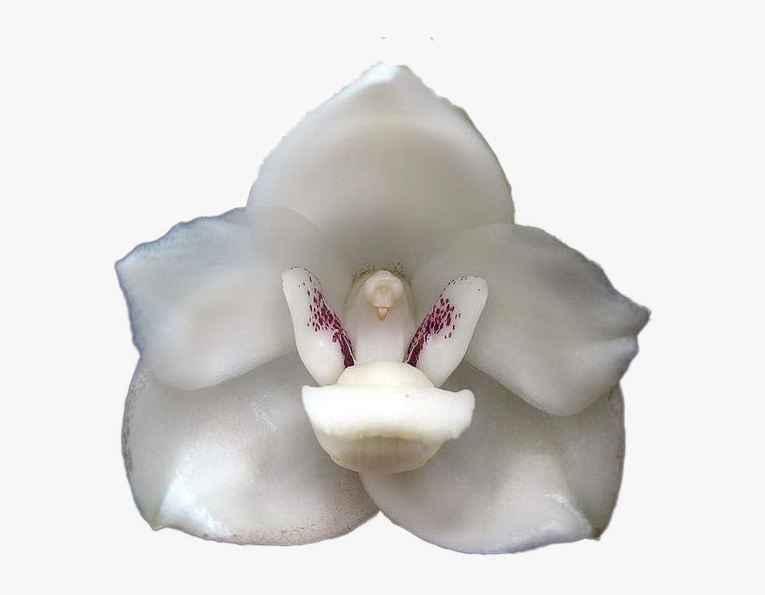 Espiritu Santo Png, Transparent Png