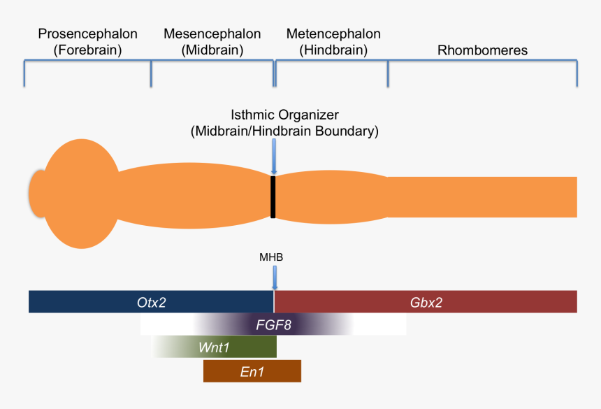 Signaling Molecule Png, Transparent Png