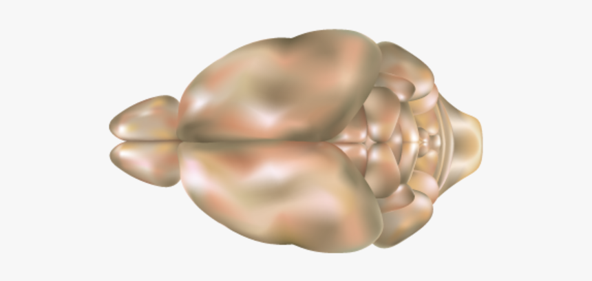 Brain Vector Png, Transparent Png