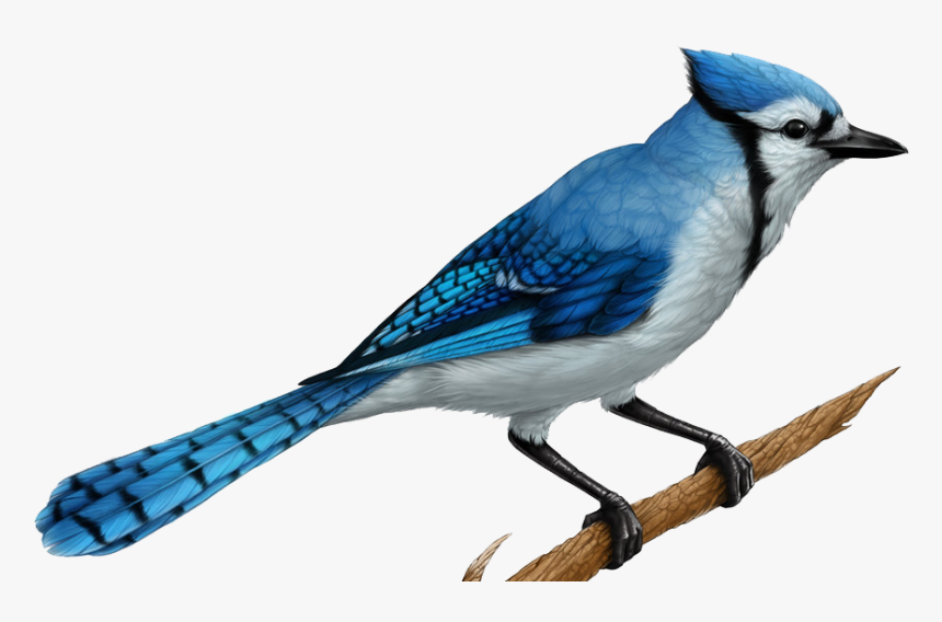 Realistic Blue Jay Drawings , Png Download, Transparent Png
