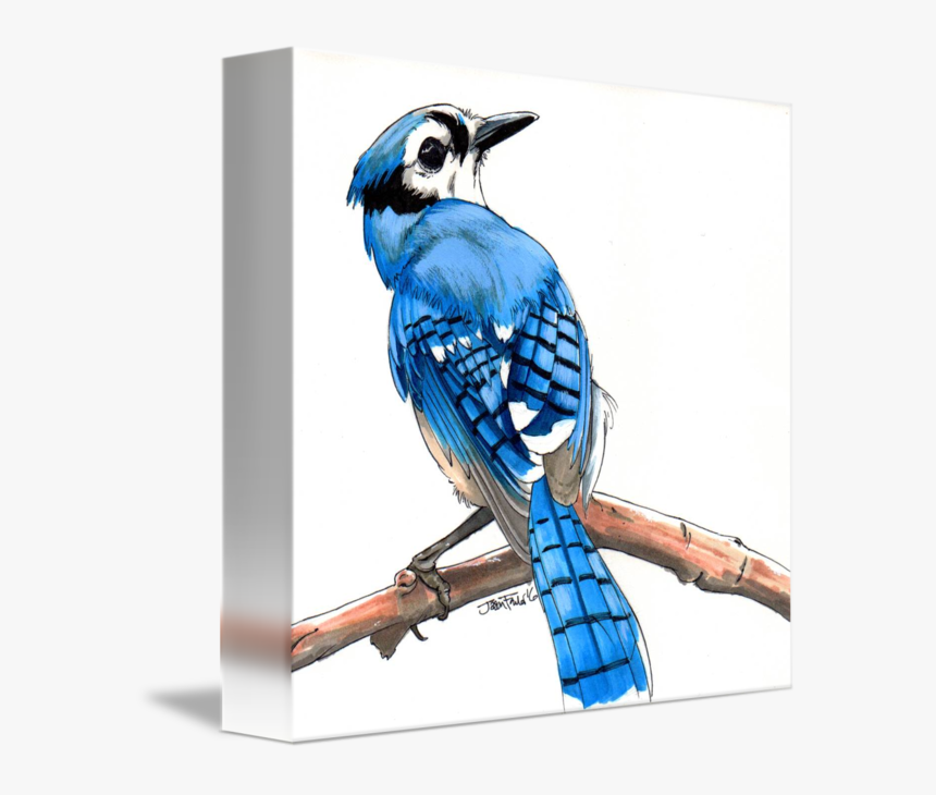 Bluejay Drawing Step By Blue Jay Hd Png Download Transparent Png Image Pngitem