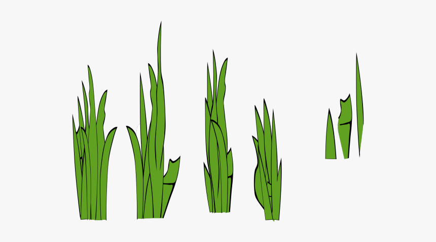 Algae Png, Transparent Png