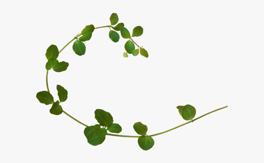 Vine Plant Clip Art, HD Png Download