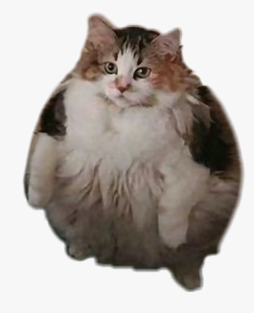 #loops #fatcat #brother #cat , Png Download, Transparent Png