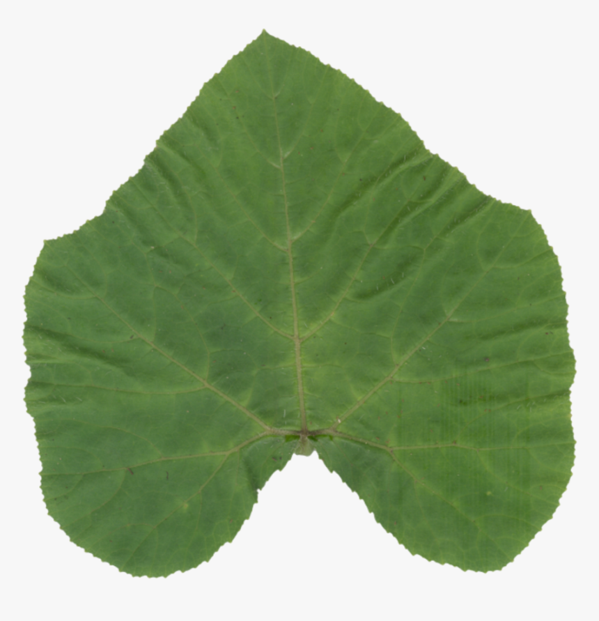 Transparent Aspen Tree Png, Png Download