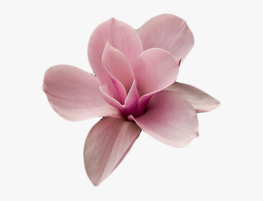 Pink Magnolia Flowers , Png Download, Transparent Png