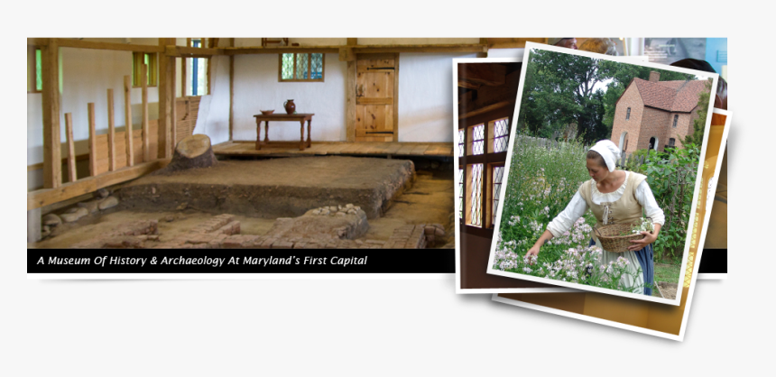 A Museum Of Historically & Archaeology At Maryland - Tree, HD Png Download