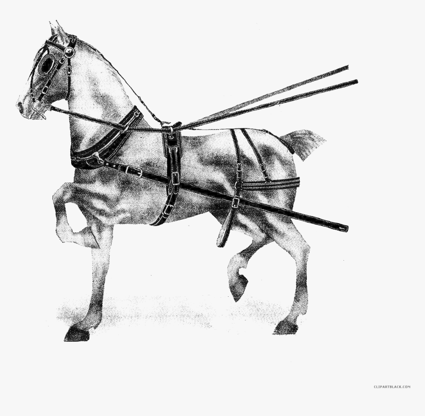 Transparent Horse Racing Clipart - Stallion, HD Png Download