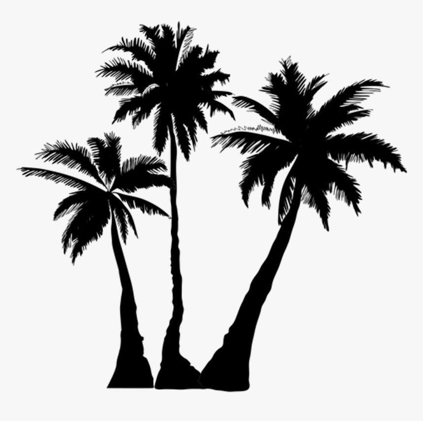 Transparent Palm Tree Png Transparent - Palm Trees Transparent Background, Png Download