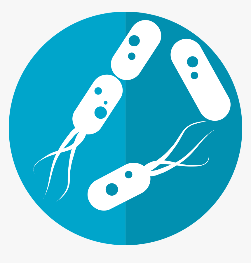 Bacterias Png, Transparent Png
