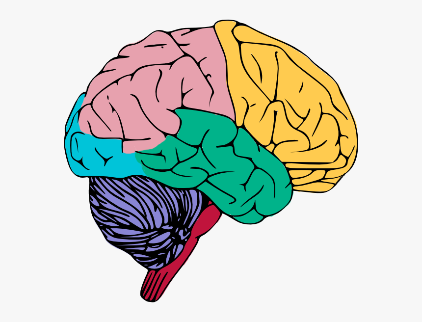 Brain Clipart, HD Png Download