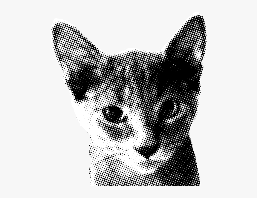 Devon Rex, HD Png Download
