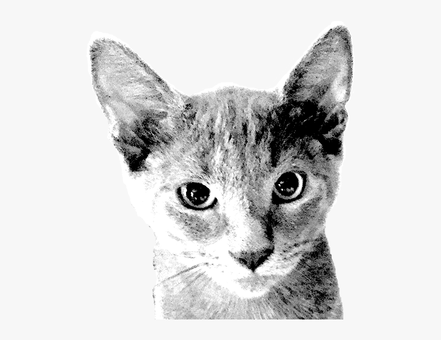 Domestic Short-haired Cat, HD Png Download