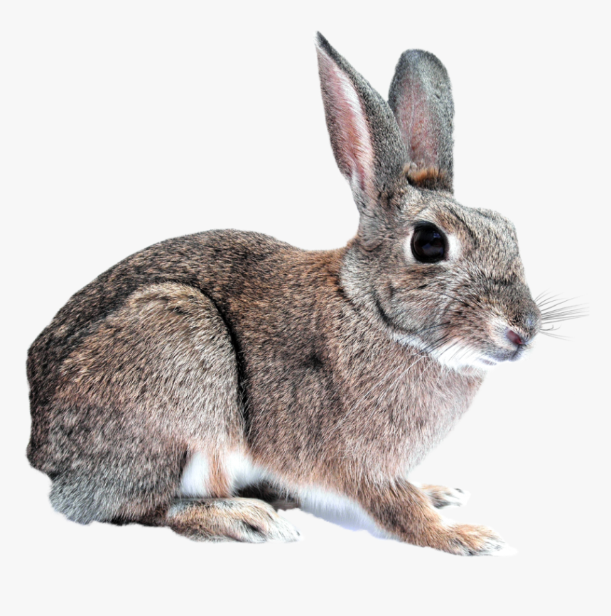 Transparent Bunny, HD Png Download