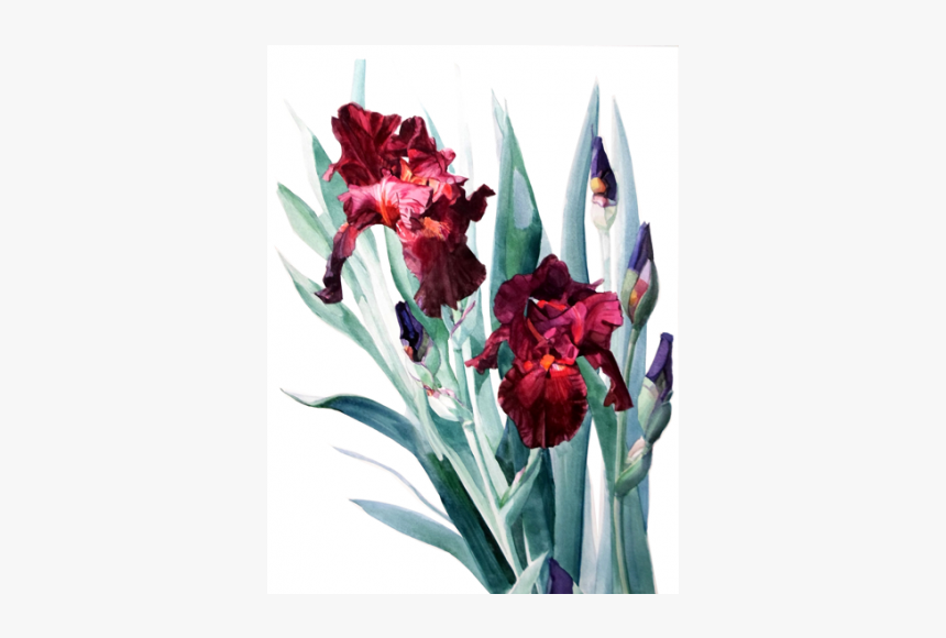 Iris Donatello The Artwork Factory - Red Iris Painting, HD Png Download