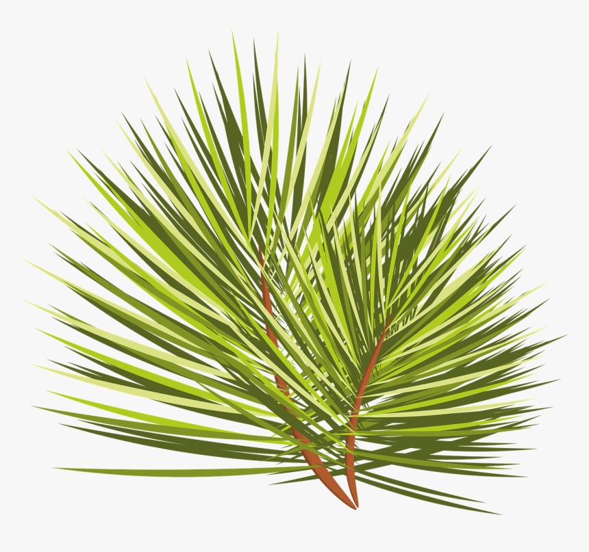 Christmas Tree, Branch, Sprig, Spruce, Needles, Plant - Close-up, HD Png Download