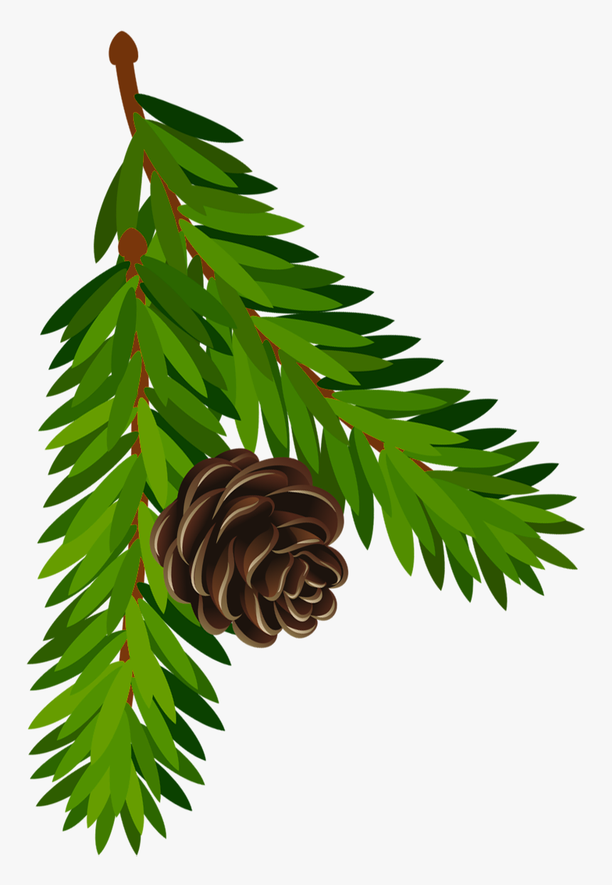 Transparent Pine Branch With - Pine Transparent Gif, HD Png Download