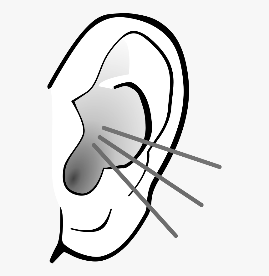 Free Png Listening Transparent - Did You Know Ear Facts, Png Download