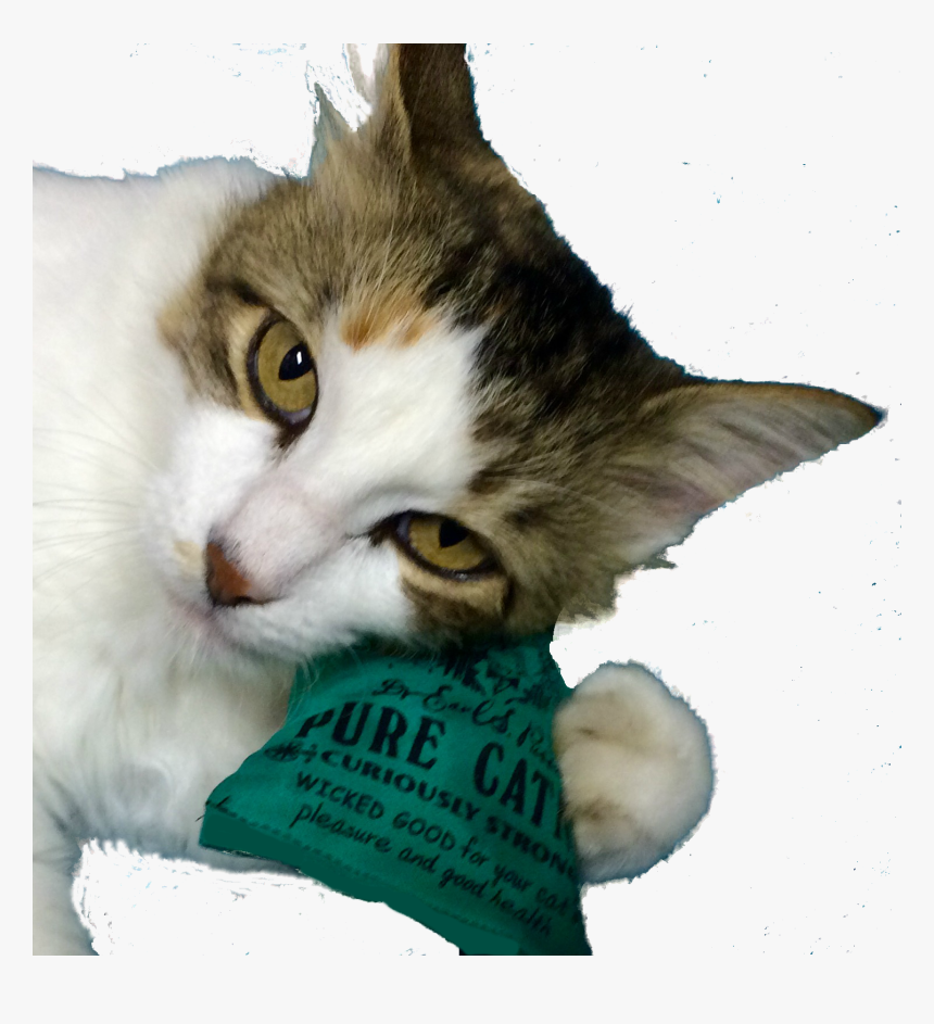 Domestic Short-haired Cat, HD Png Download