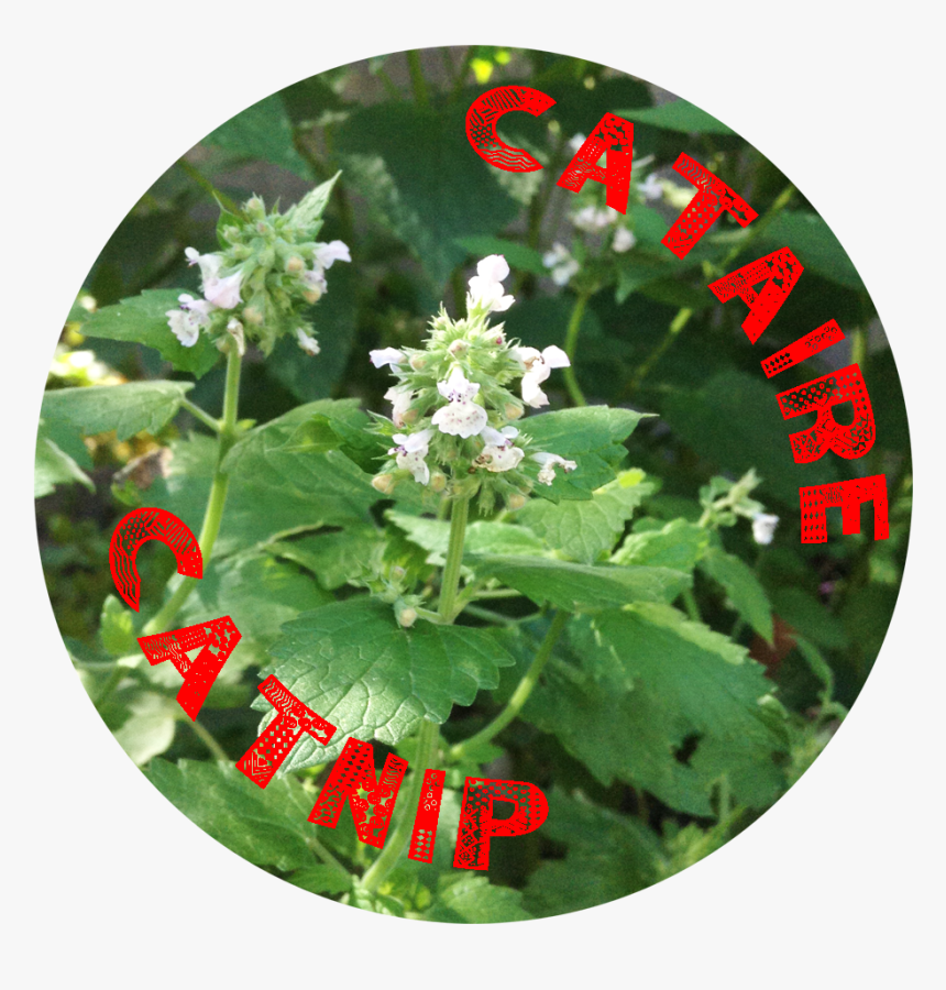 Catnip Text - Flower, HD Png Download , Transparent Png Image - PNGitem