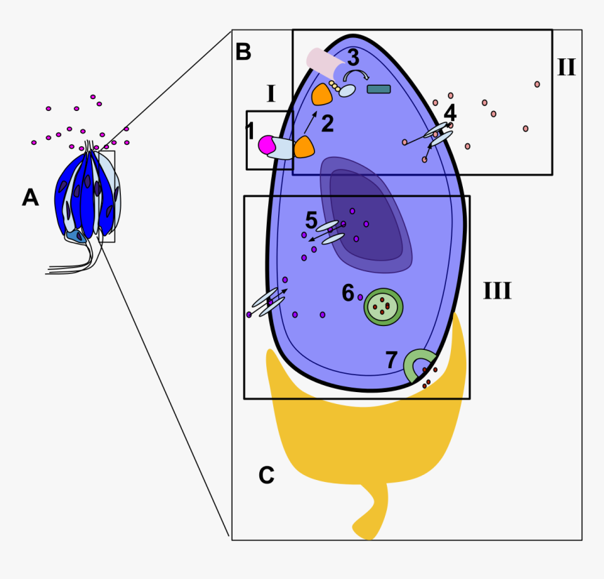 Signal Png, Transparent Png