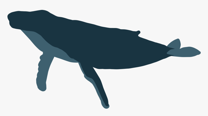 Humpback Whale Png, Transparent Png