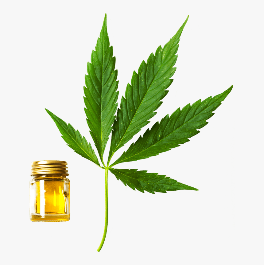 Hemp Leaf Png, Transparent Png