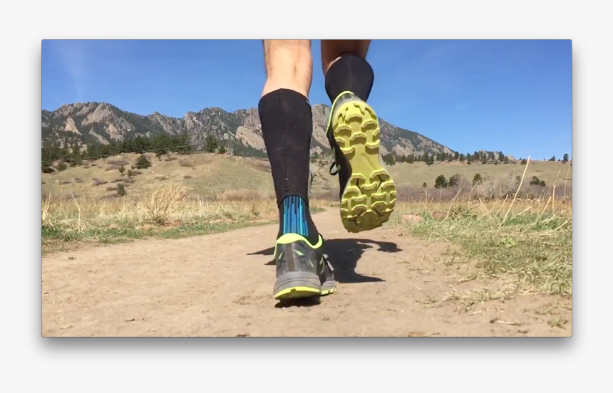 Alligator, HD Png Download